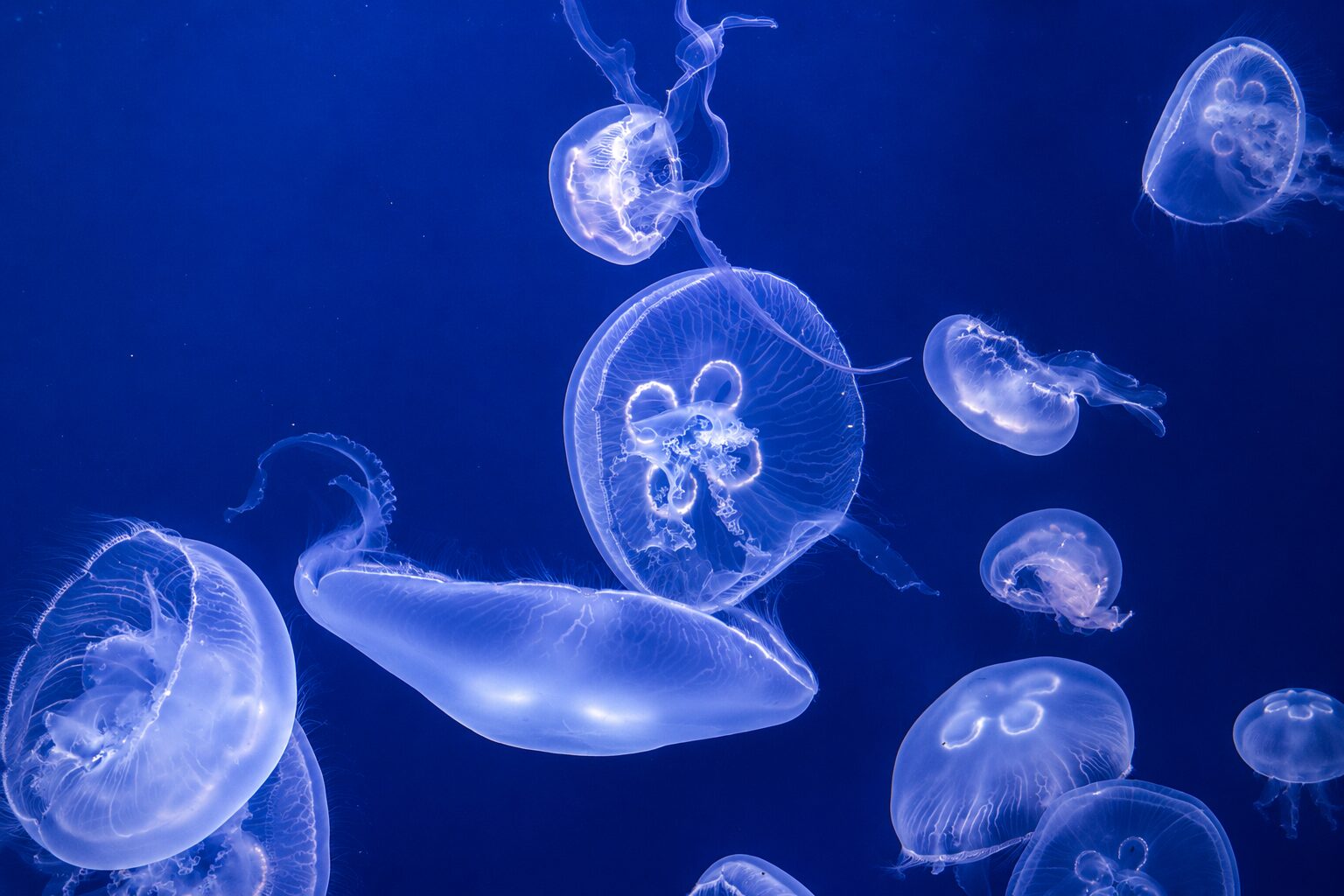 Jellyfish at Aquarium Pula Translucent jellyfish drifting through a blue tank at Aquarium Pula