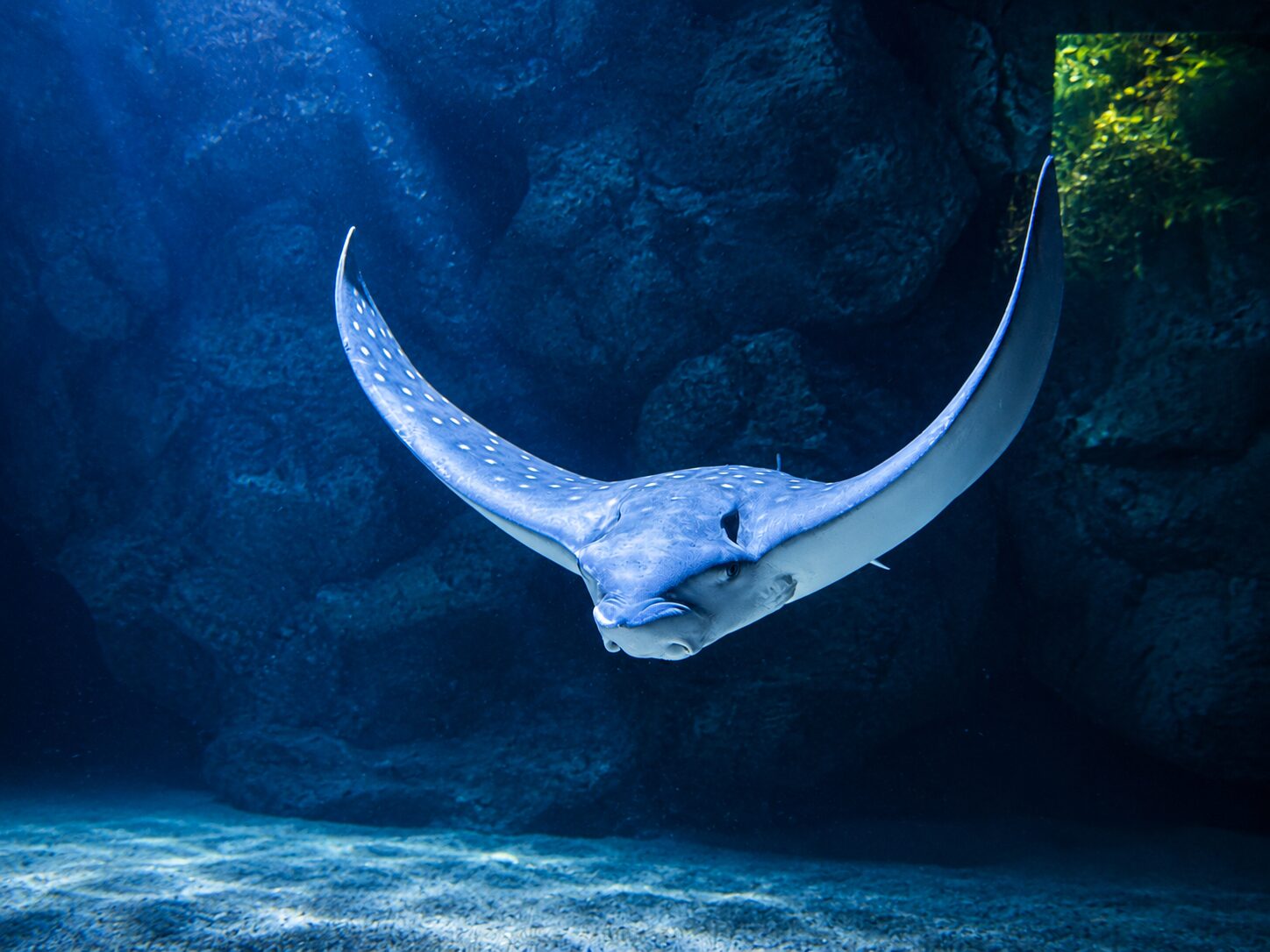A ray gliding underwater A ray gliding through a large blue aquarium tank
