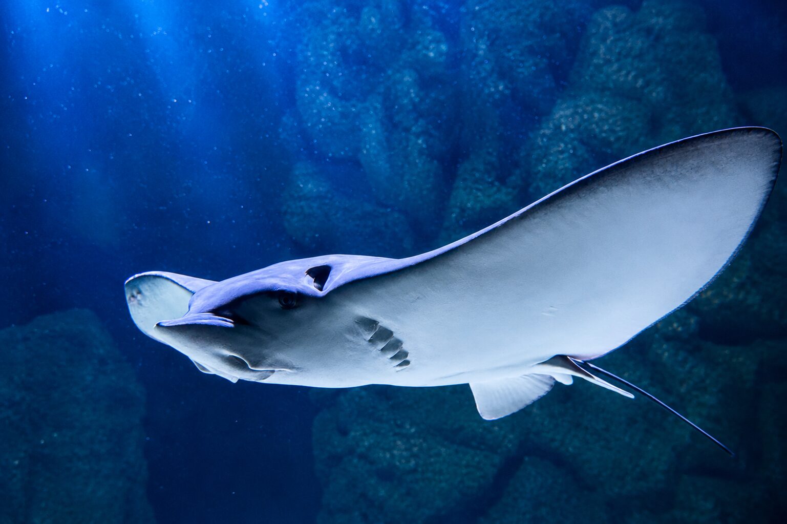 A ray close to the glass Close view of a ray passing the aquarium window