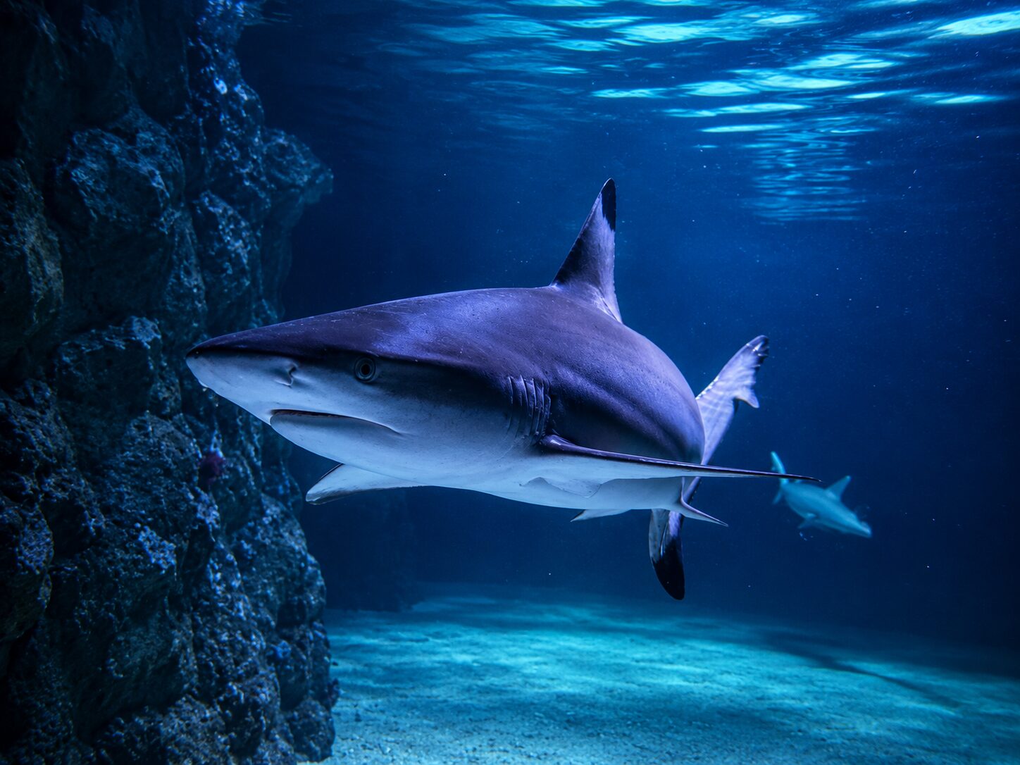 Rays moving together at Aquarium Pula Several rays moving together in a tall blue tank