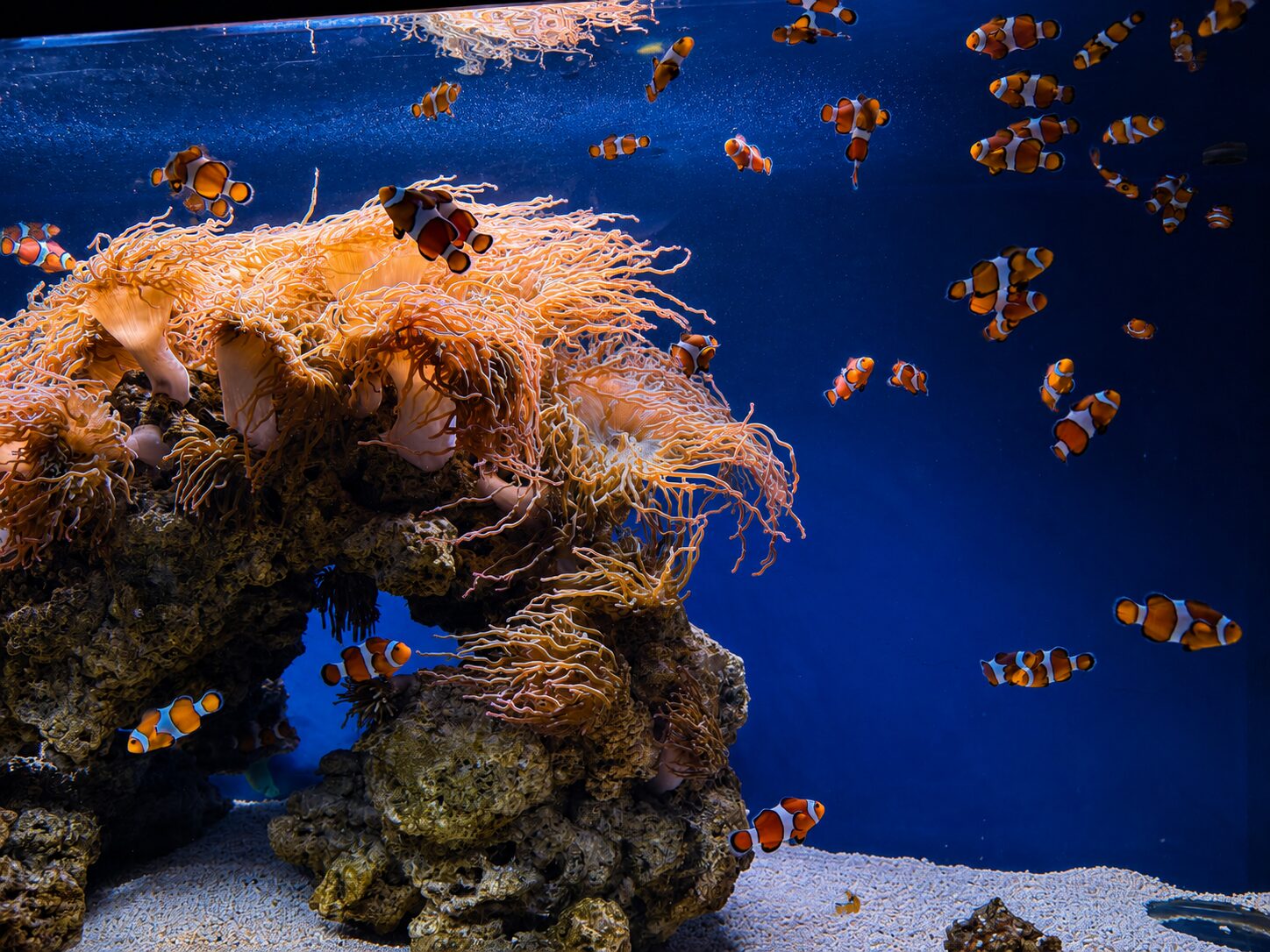 Clownfish at Aquarium Pula Orange clownfish swimming around a reef display