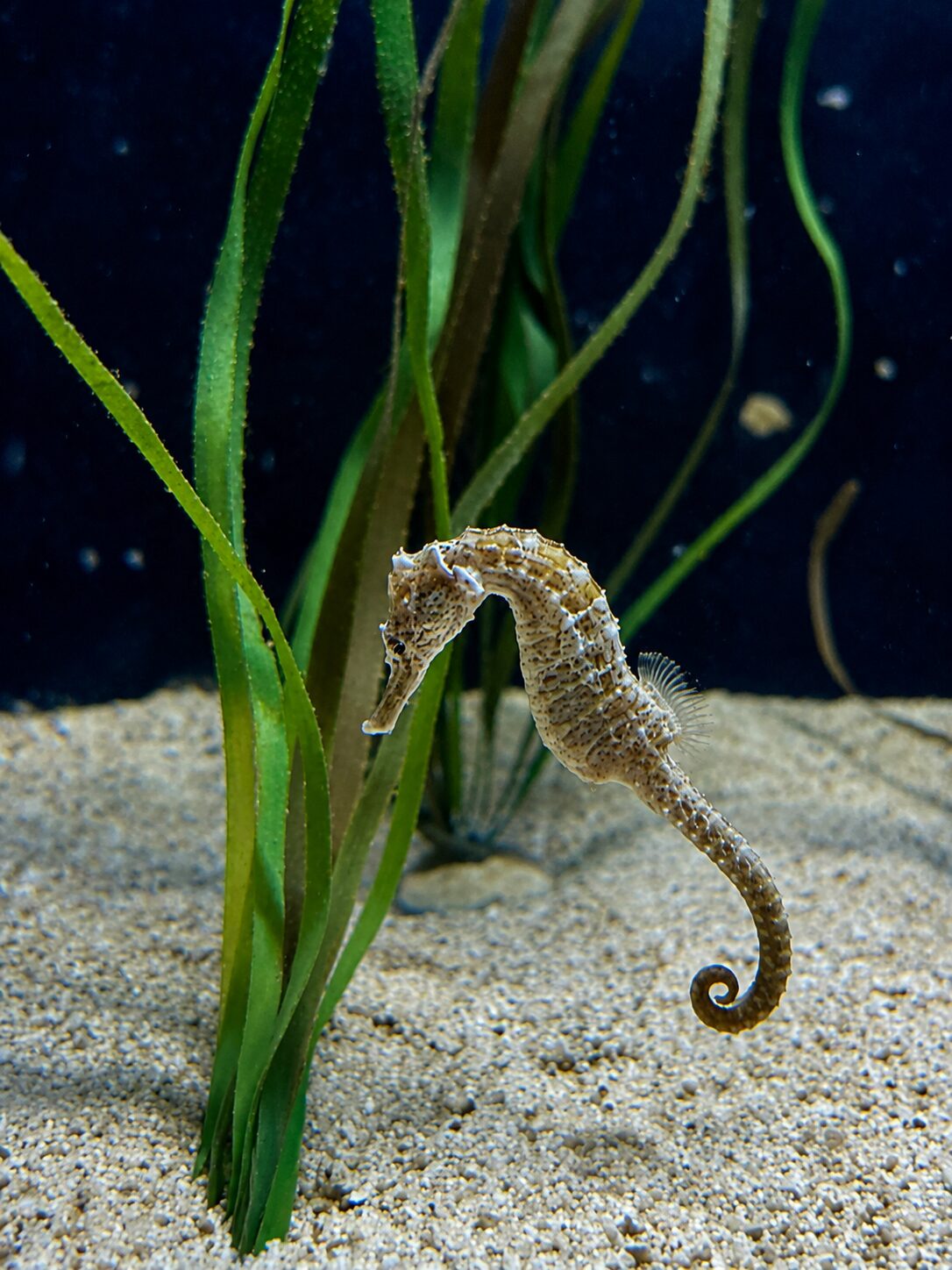 A seahorse among seagrass A seahorse holding onto seagrass in an Aquarium Pula display