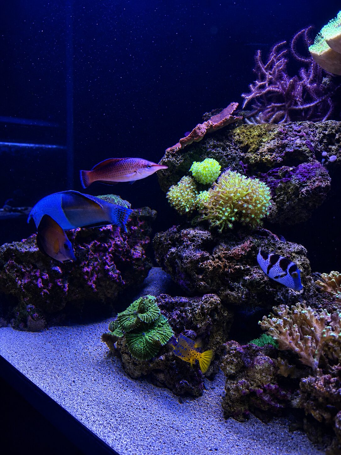 A reef habitat at Aquarium Pula Colourful reef habitat glowing in a blue aquarium tank