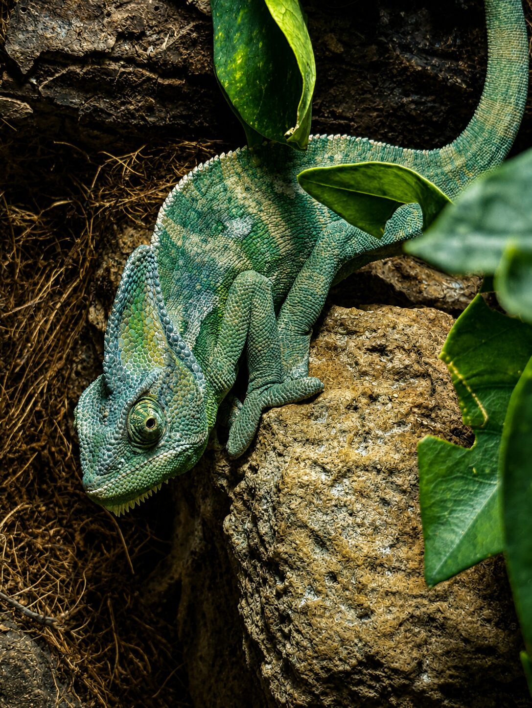Reptile habitat at Aquarium Pula A reptile resting in a planted habitat at Aquarium Pula