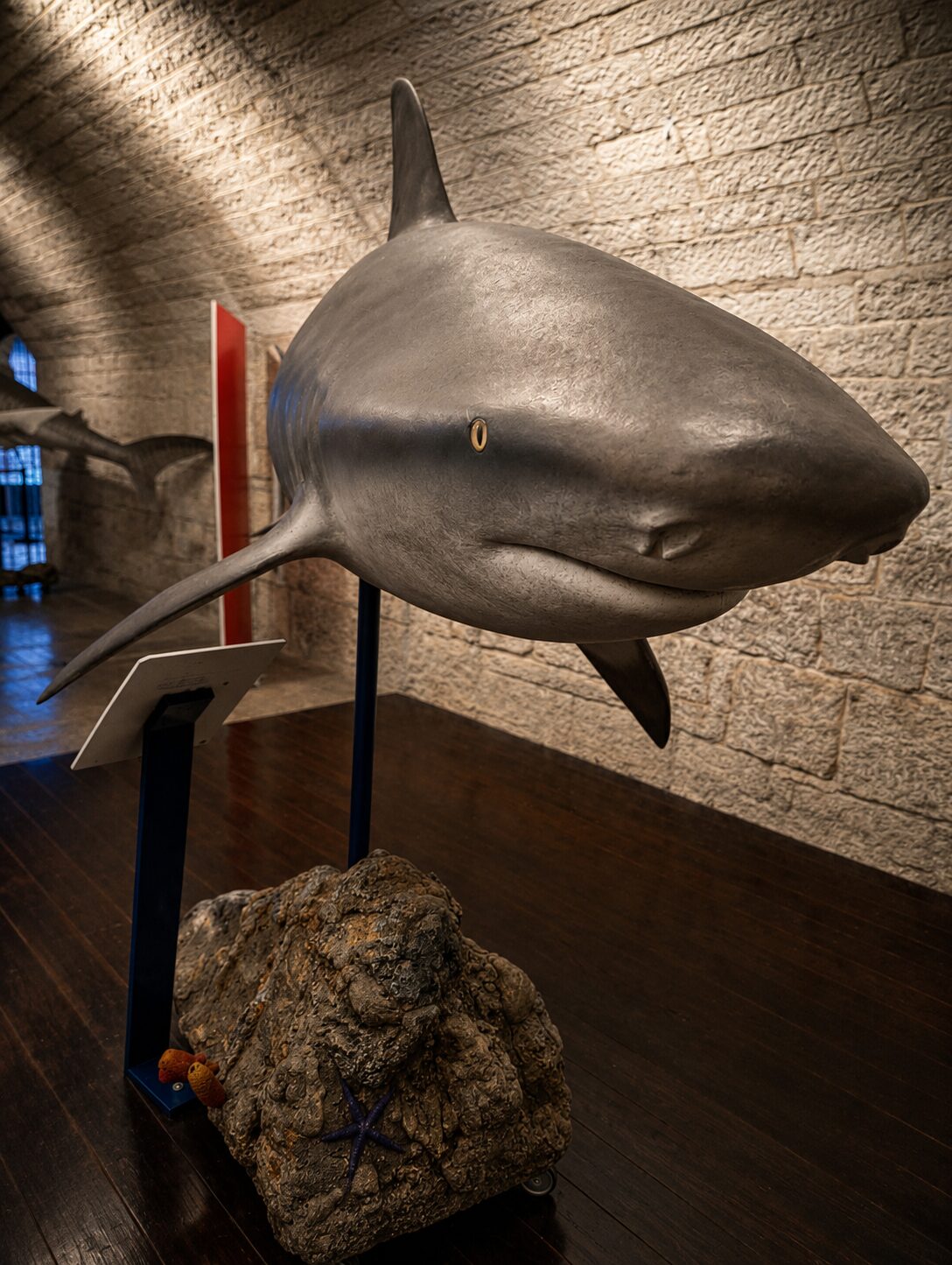 Shark display inside the fort Suspended shark model displayed against the stone vault of Fort Verudela