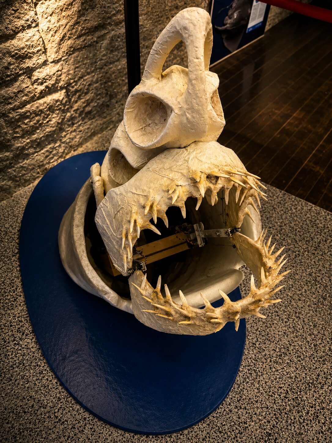 Fish skull exhibit at Aquarium Pula Large fish skull specimen displayed inside Aquarium Pula