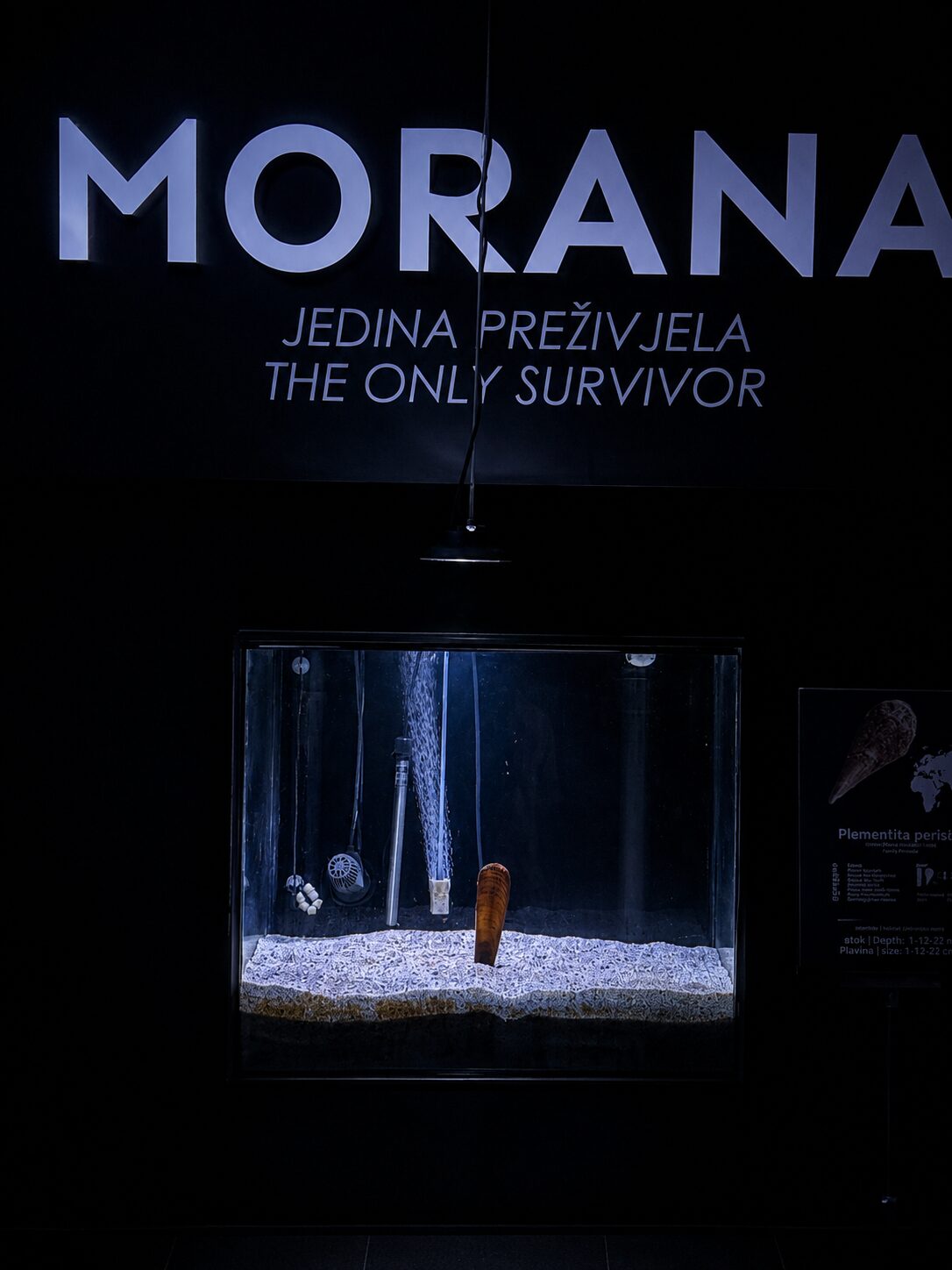 A rescue story at Aquarium Pula Aquarium Pula interpretation panel telling the story of Morana