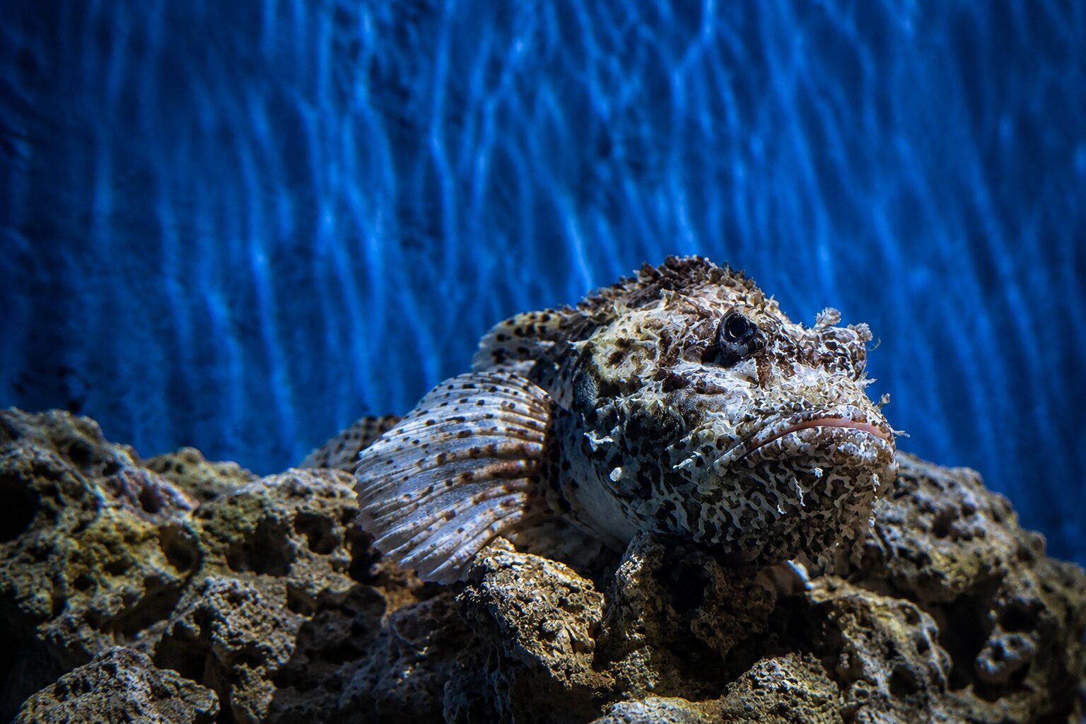 A pufferfish at Aquarium Pula Close view of a textured pufferfish in blue water