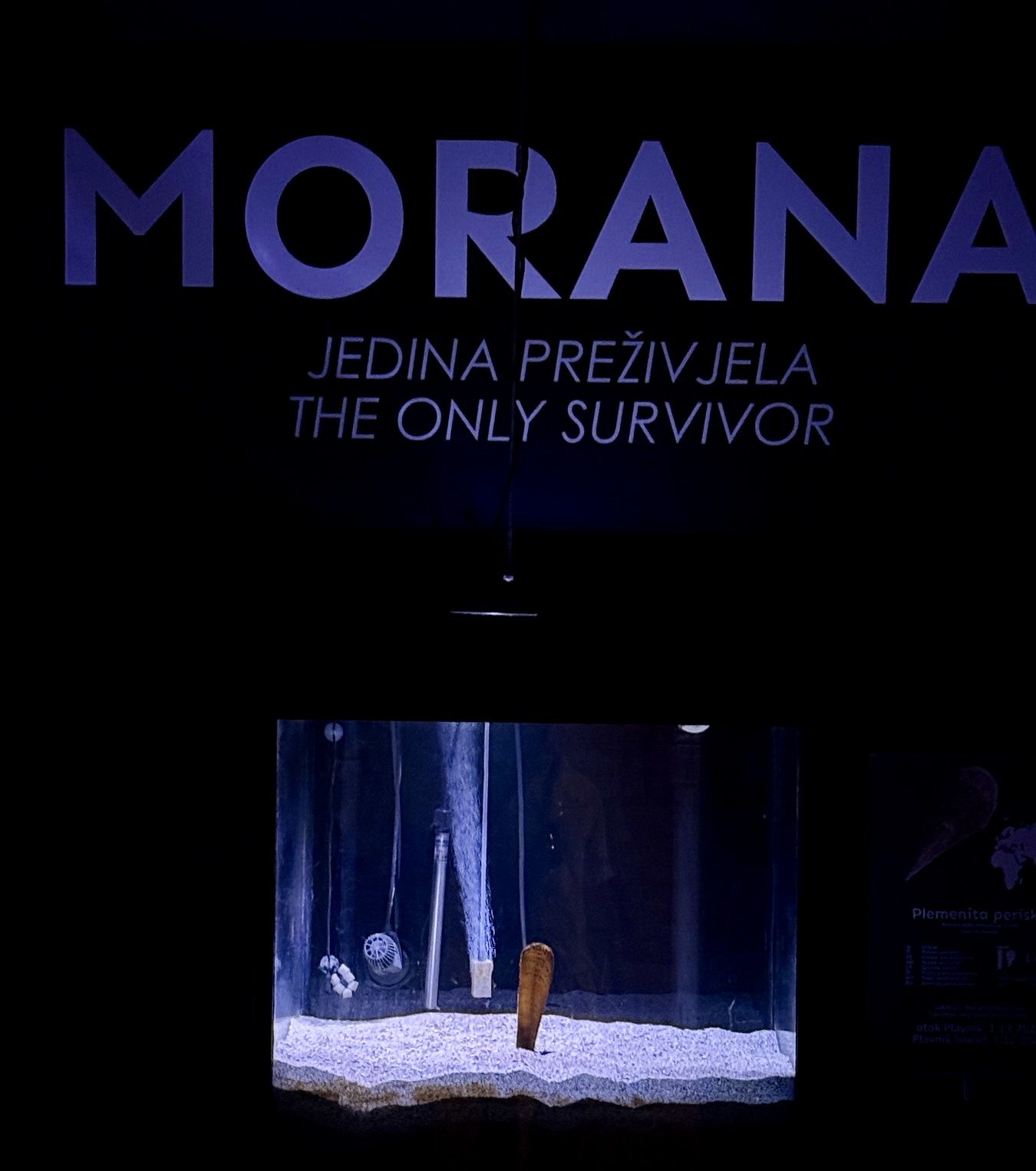 Morana in Aquarium Pula’s Noble Sanctuary Dark Aquarium Pula exhibit presenting Morana, a surviving noble pen shell