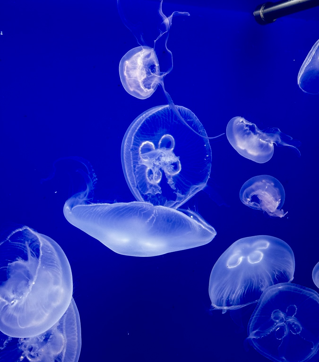 Jellyfish bred under controlled aquarium conditions Translucent jellyfish drifting through blue water at Aquarium Pula
