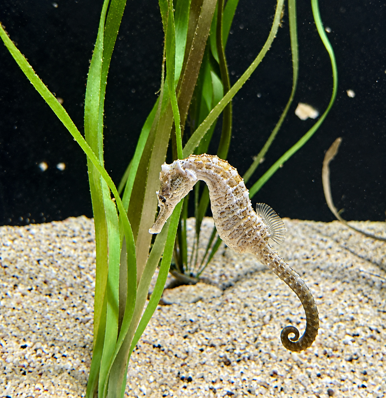 Ein kleiner Bewohner der Seegraswelt Seepferdchen zwischen Seegras in einer Ausstellung des Aquarium Pula