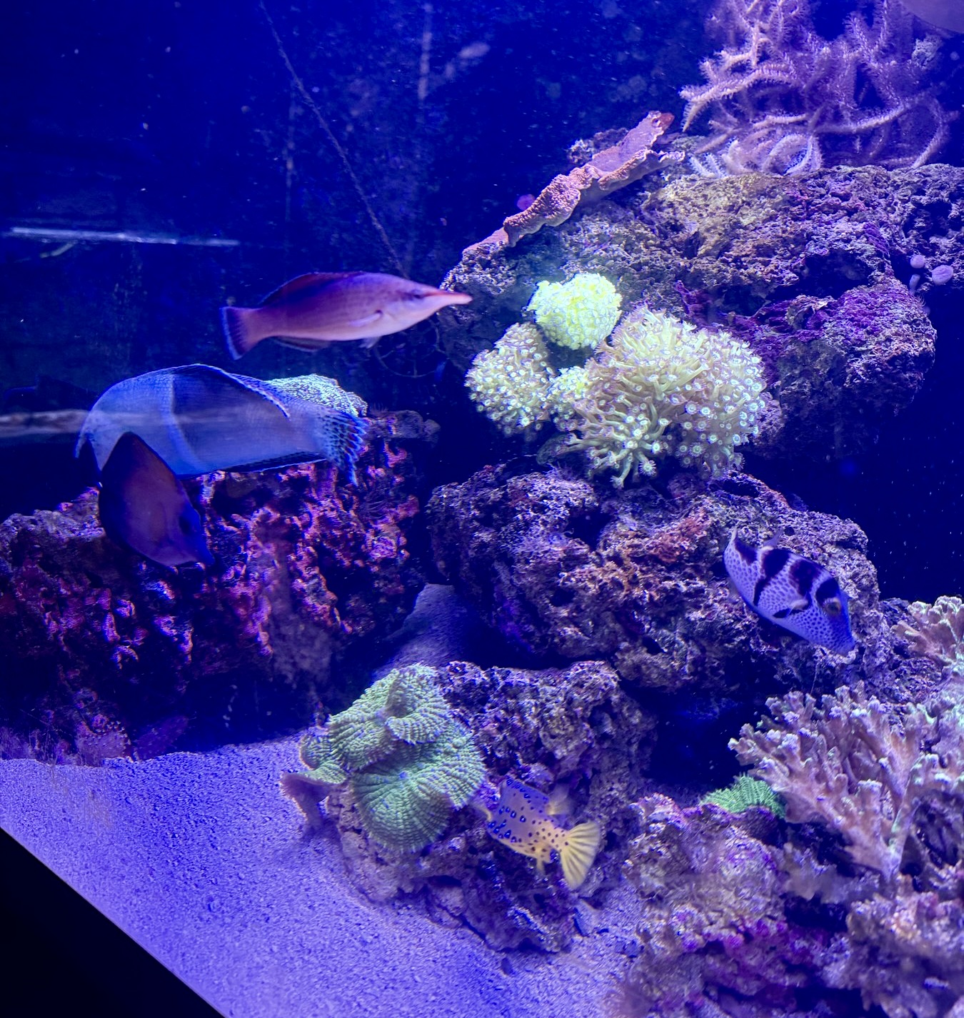 A stable habitat is a managed living system Colourful reef habitat glowing inside Aquarium Pula