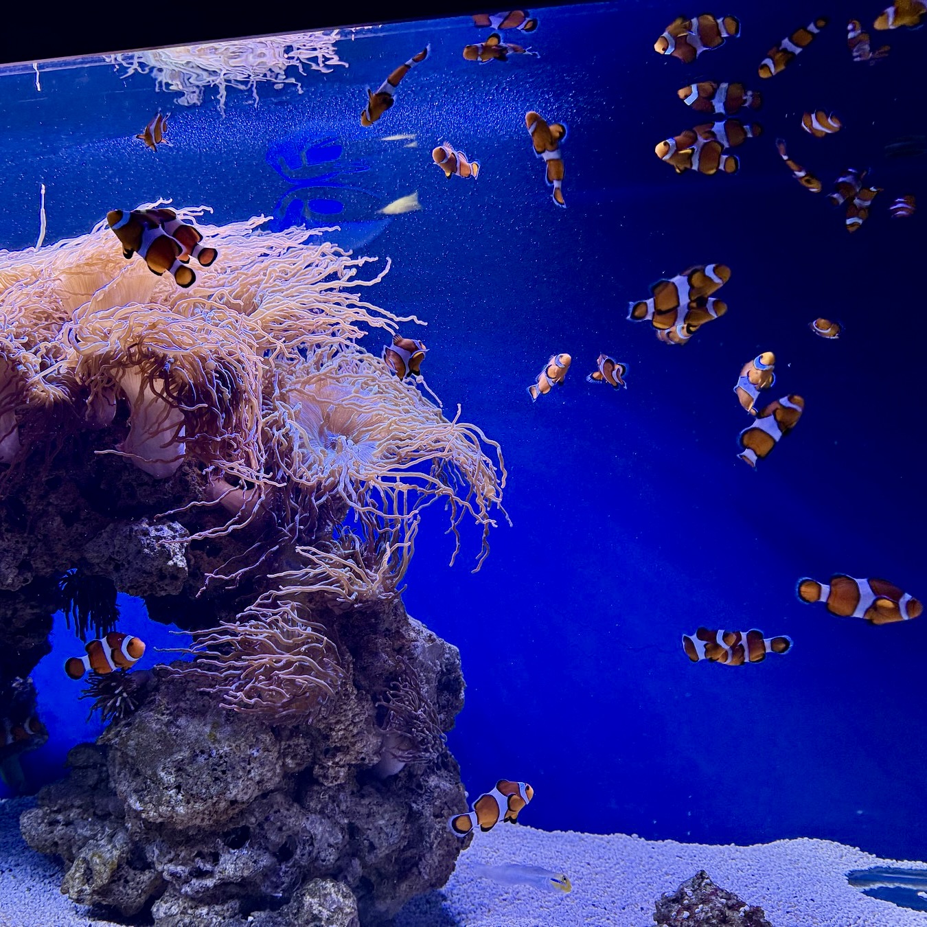 Animal health depends on what cannot be seen from the public side Clownfish moving through a carefully managed Aquarium Pula habitat