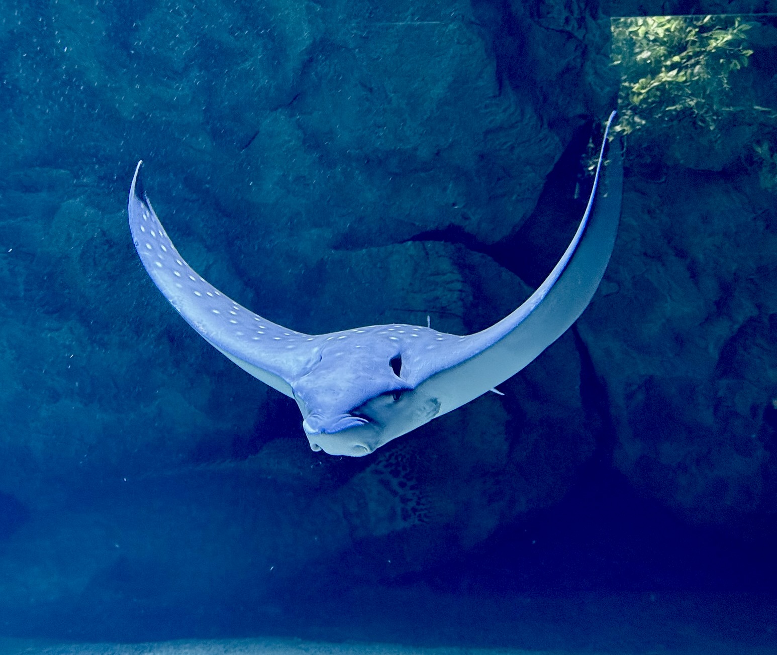 Observation is the beginning of animal care Ray gliding through blue water at Aquarium Pula