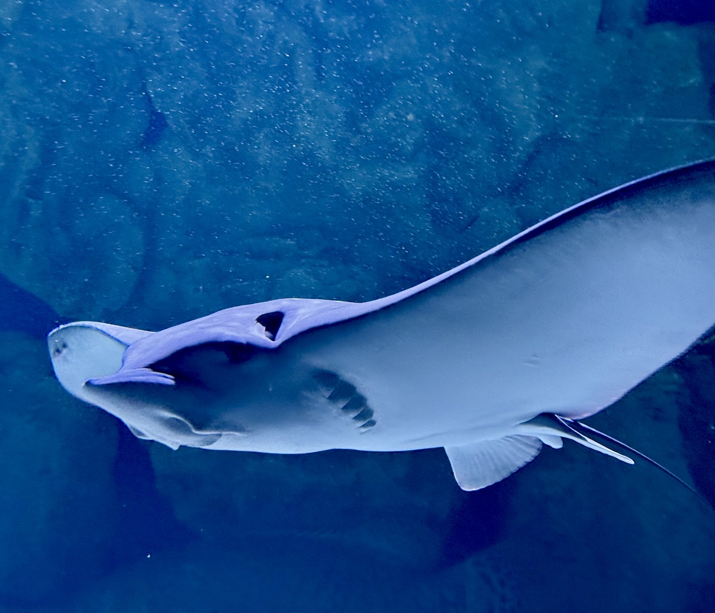 A close encounter can open a larger ecological question Close view of a ray passing an aquarium window