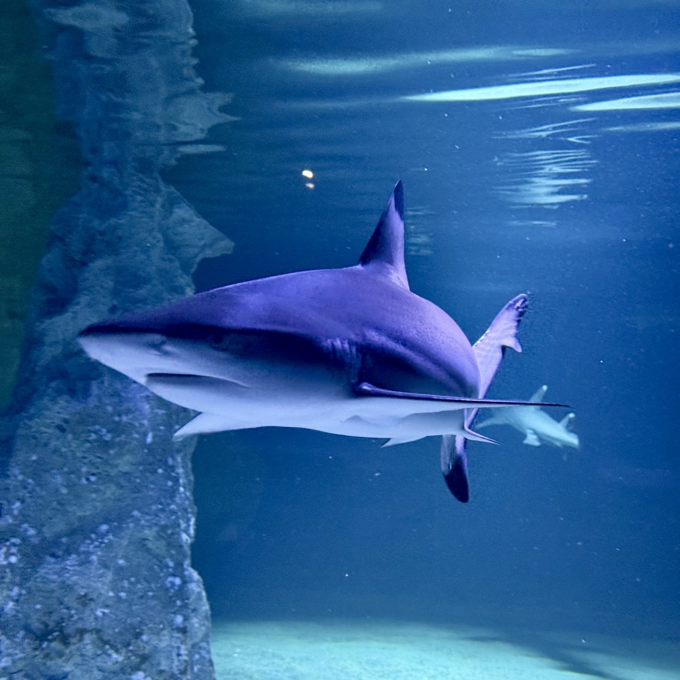 Movement, strength and normal behaviour matter in rehabilitation Several rays moving together in a tall blue tank