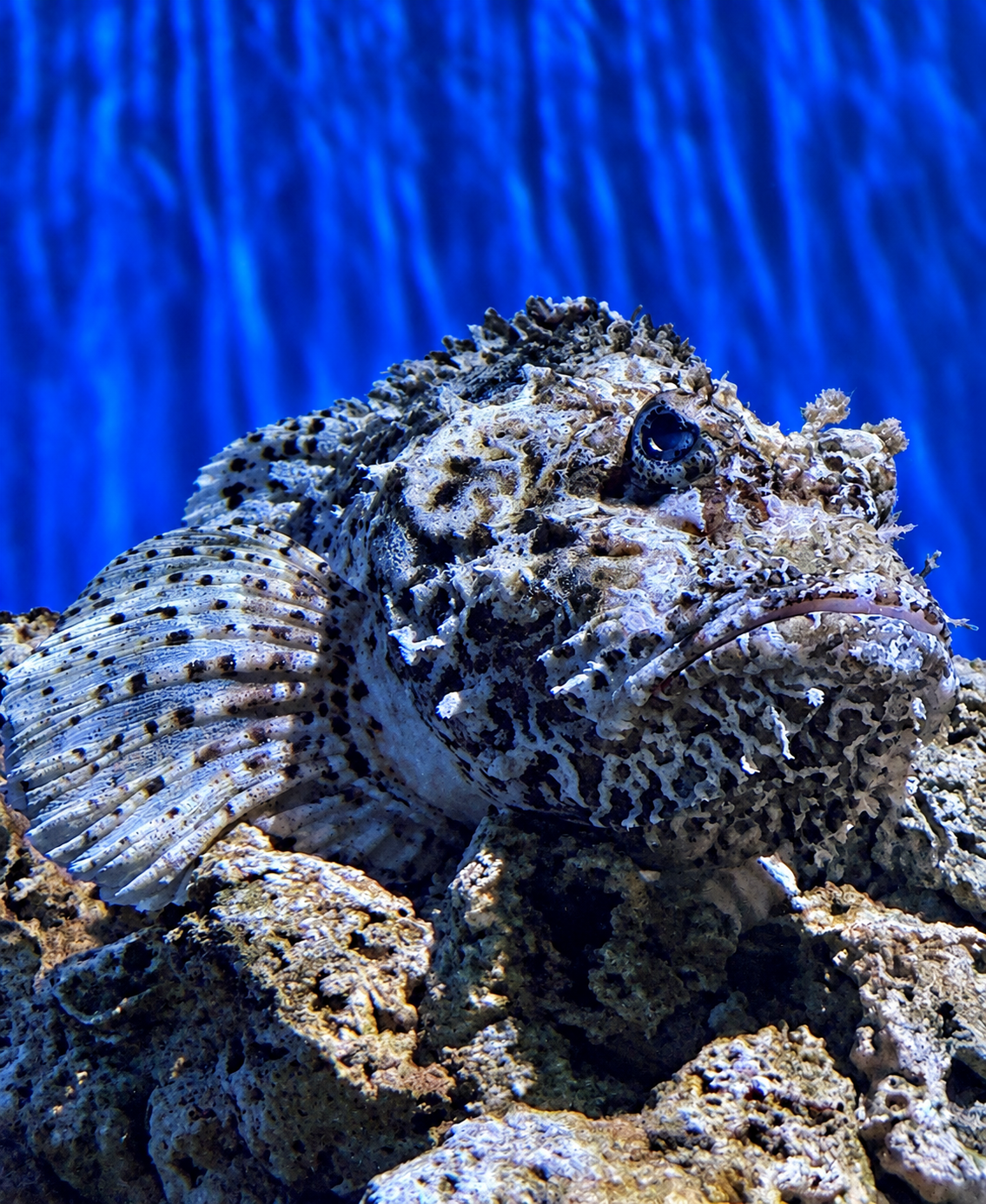Look from the individual animal to its habitat needs Textured pufferfish close to the viewing glass at Aquarium Pula
