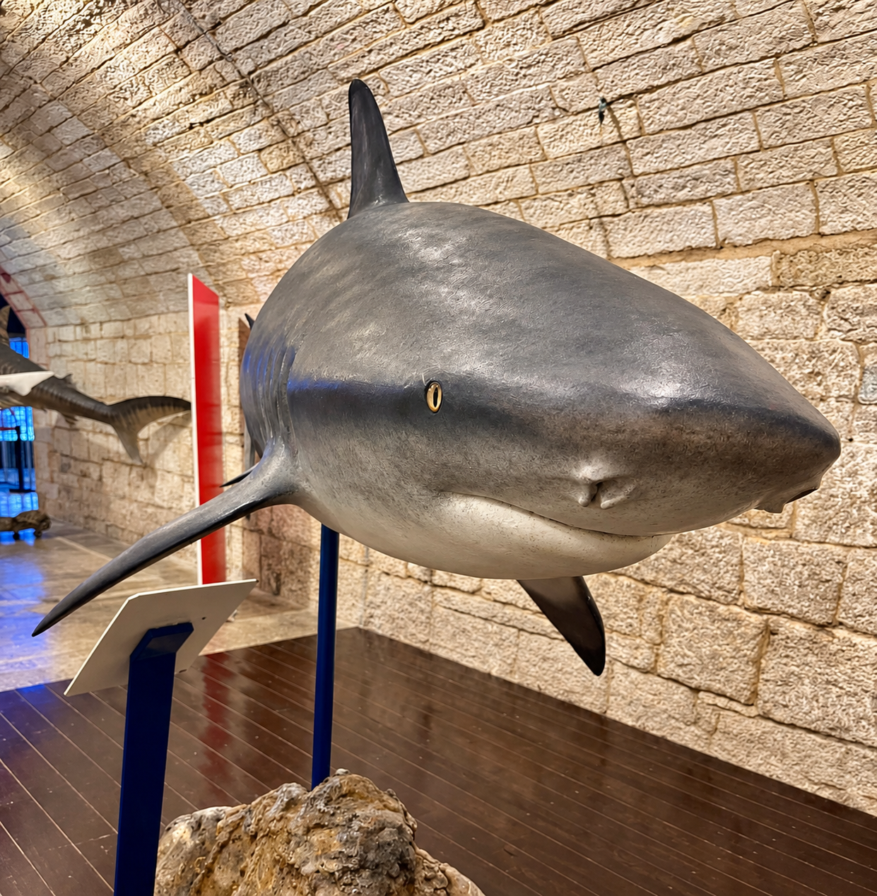 Interpretation connects spectacle with evidence Large shark model beneath the stone vault of Fort Verudela