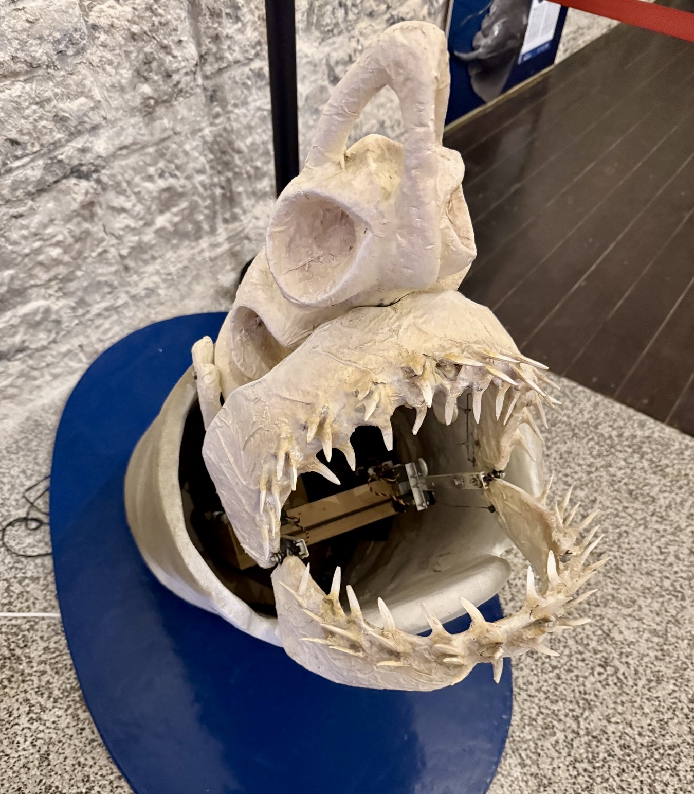 Specimens turn observation into anatomy and learning Fish skull specimen displayed inside Aquarium Pula