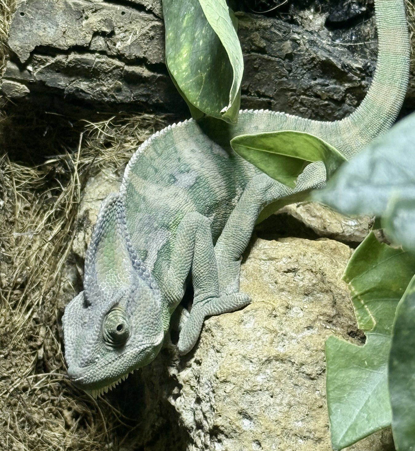 Aquarium Pula’s licensed rescue work focuses on reptiles Reptile resting in a planted Aquarium Pula habitat
